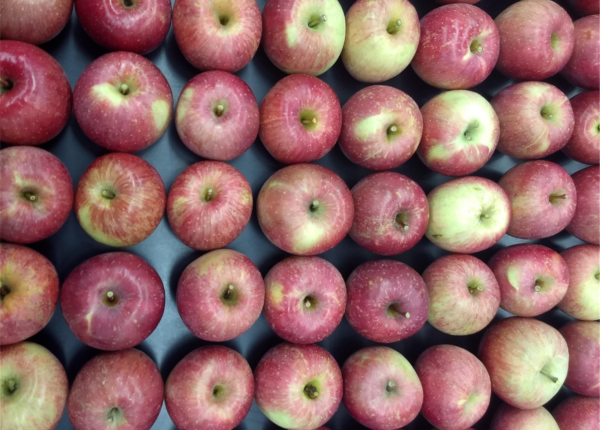 Fresh Fuji Apple Fruit