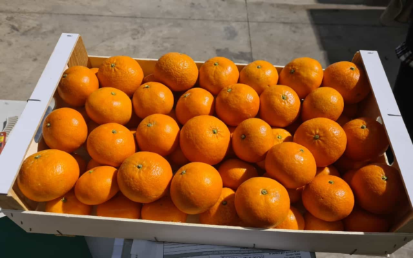 Nules Clementine Bush