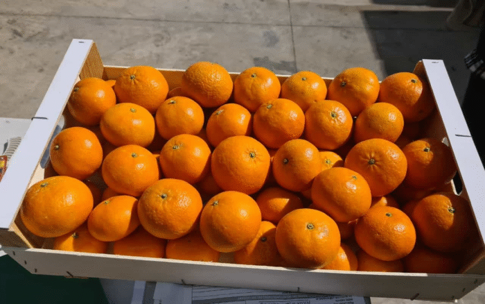 Nules Clementine Bush - Image 1