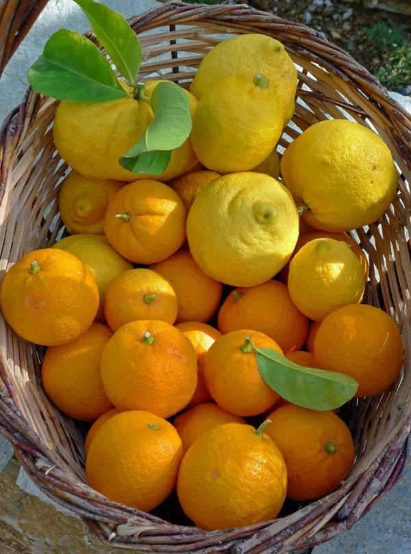 Our Fragrant Bitter Oranges