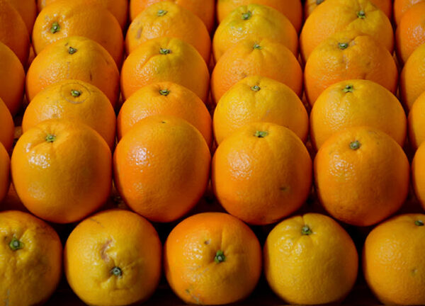Valencia oranges