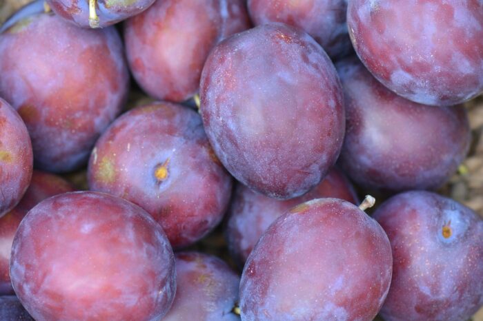 Plum Purple Majesty - Image 1