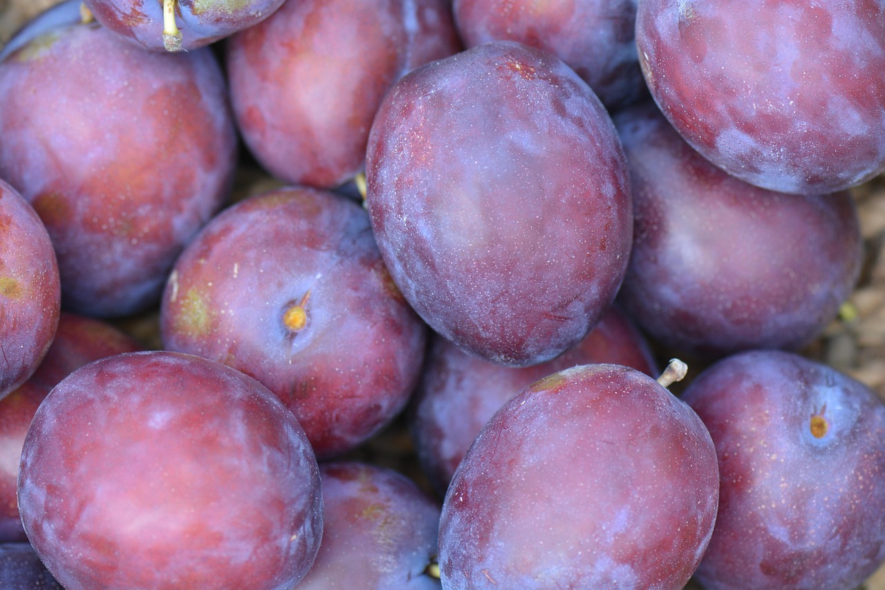 plum Plum Purple Majesty - Image 1