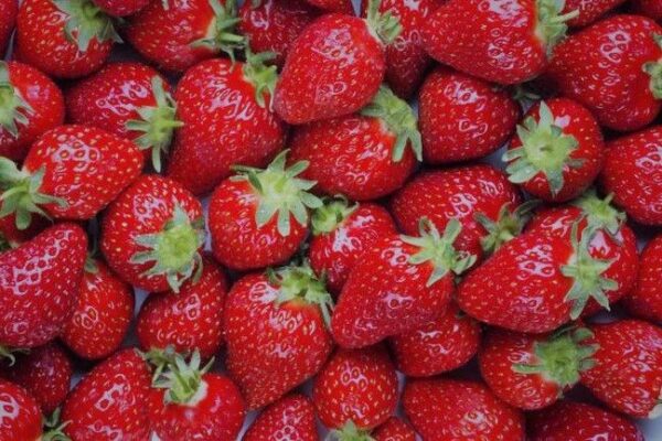 Fresh Strawberries - Premium Quality