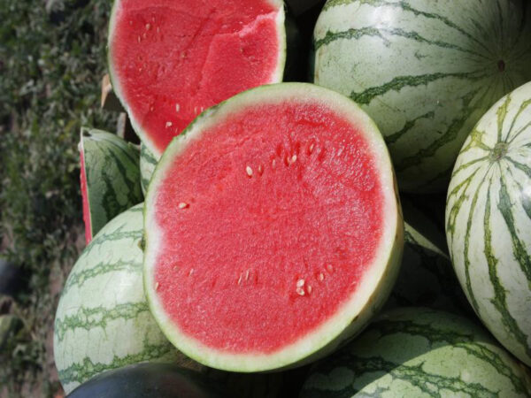 Crimson Sweet Watermelon - Citrullus Lanatus